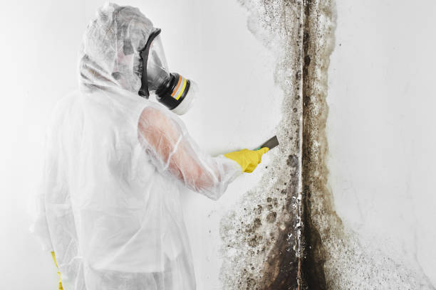 Best White Mold Remediation in Williamsport, MD