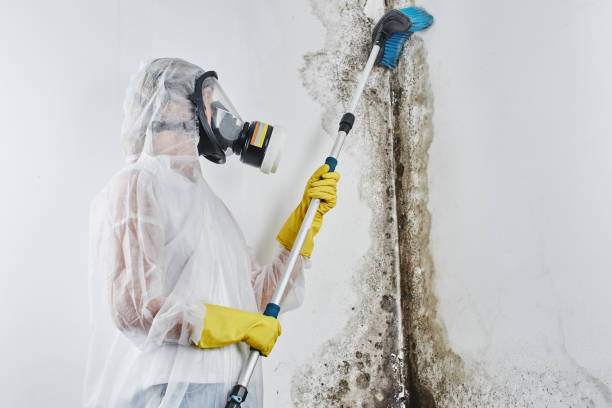 Best Mold Remediation for Specific Building Types in Williamsport, MD