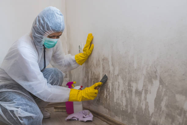 Professional Mold Remediation in Williamsport, MD